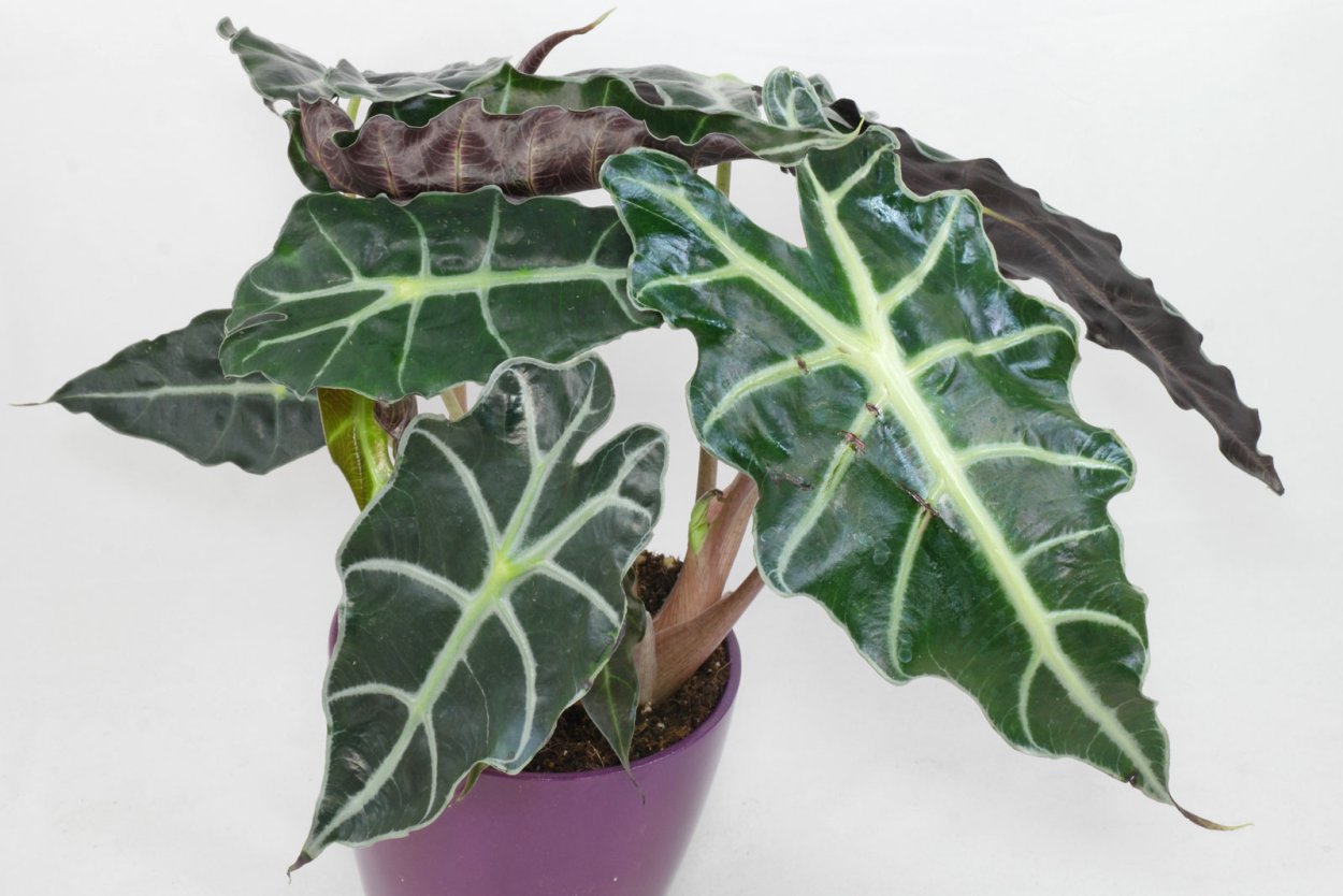 Алоказия Alocasia sanderiana
