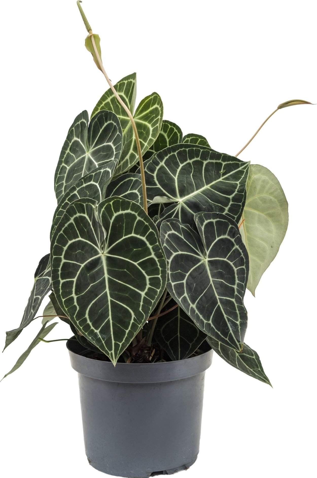 Алоказия Сандера Полли