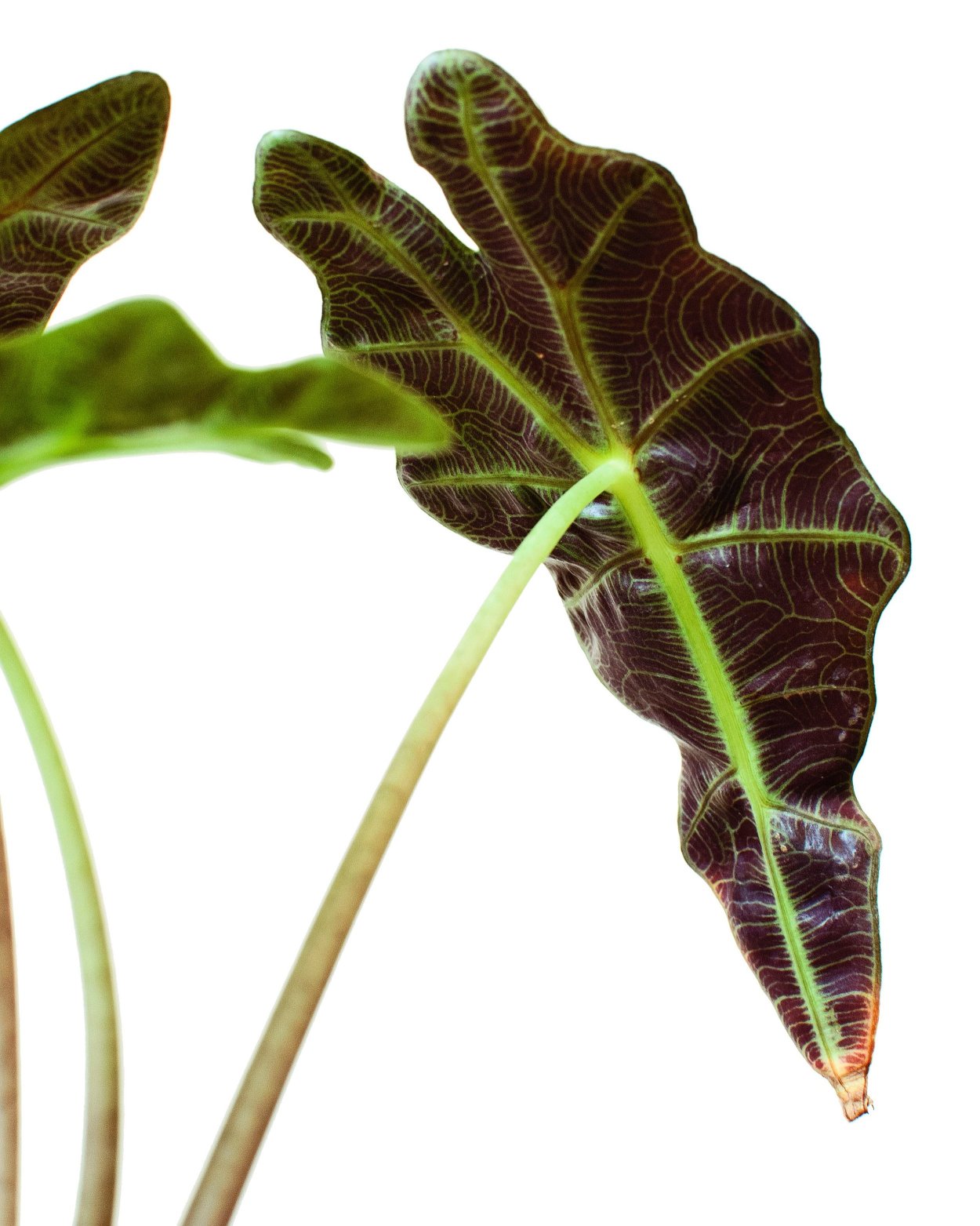 Алоказия сандериана sanderiana