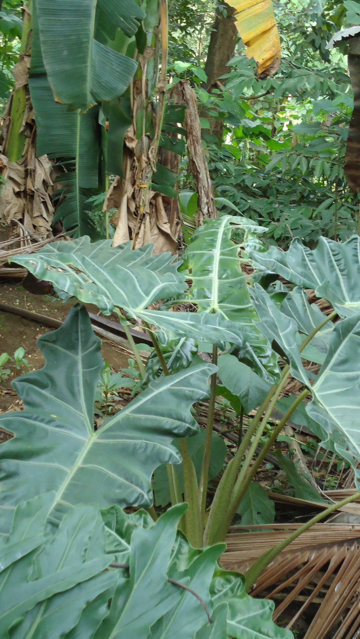 Алоказия макрориза