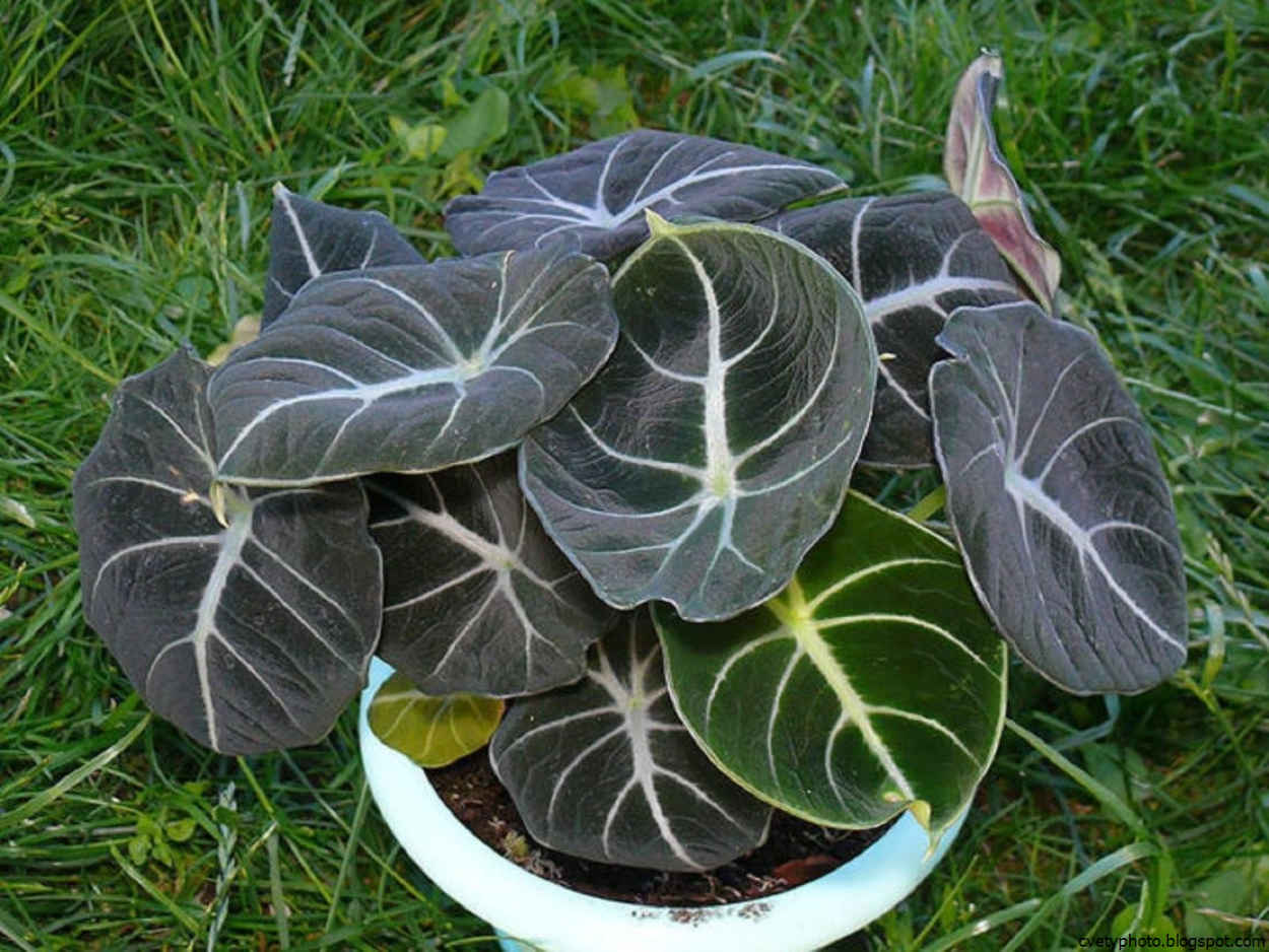 Таро Слоновье ухо