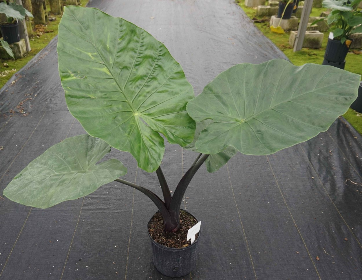 Антуриум Кларинервиум