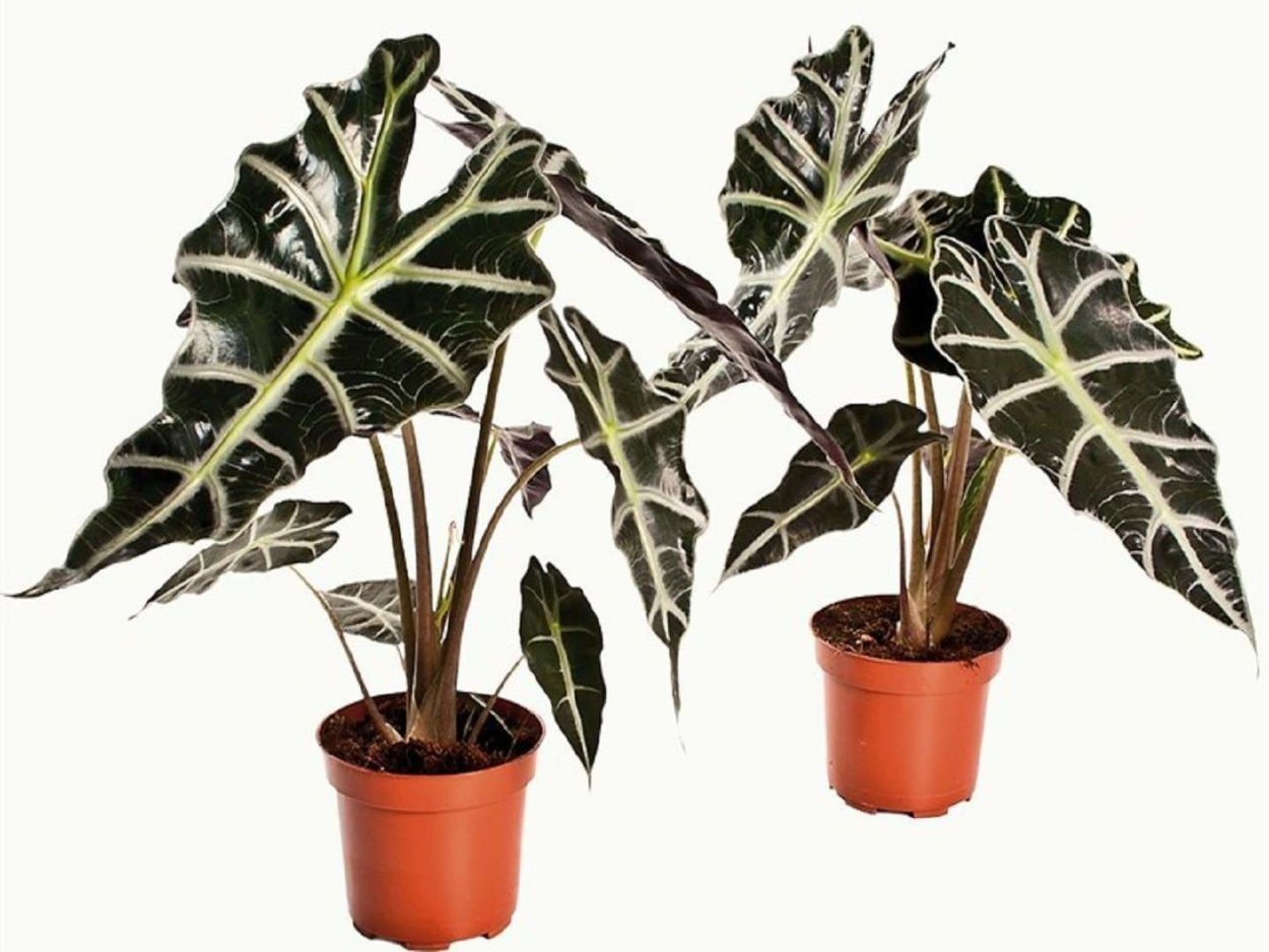 Алоказия Zebrina