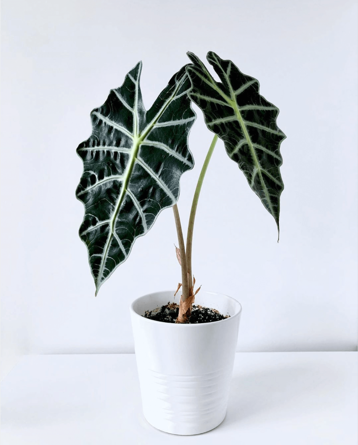 Алоказия longiloba