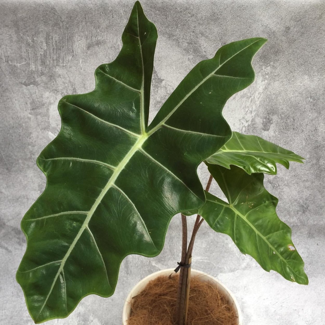 Алоказия Нобилис