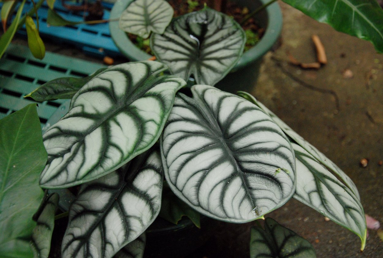 Алоказия Амазоника