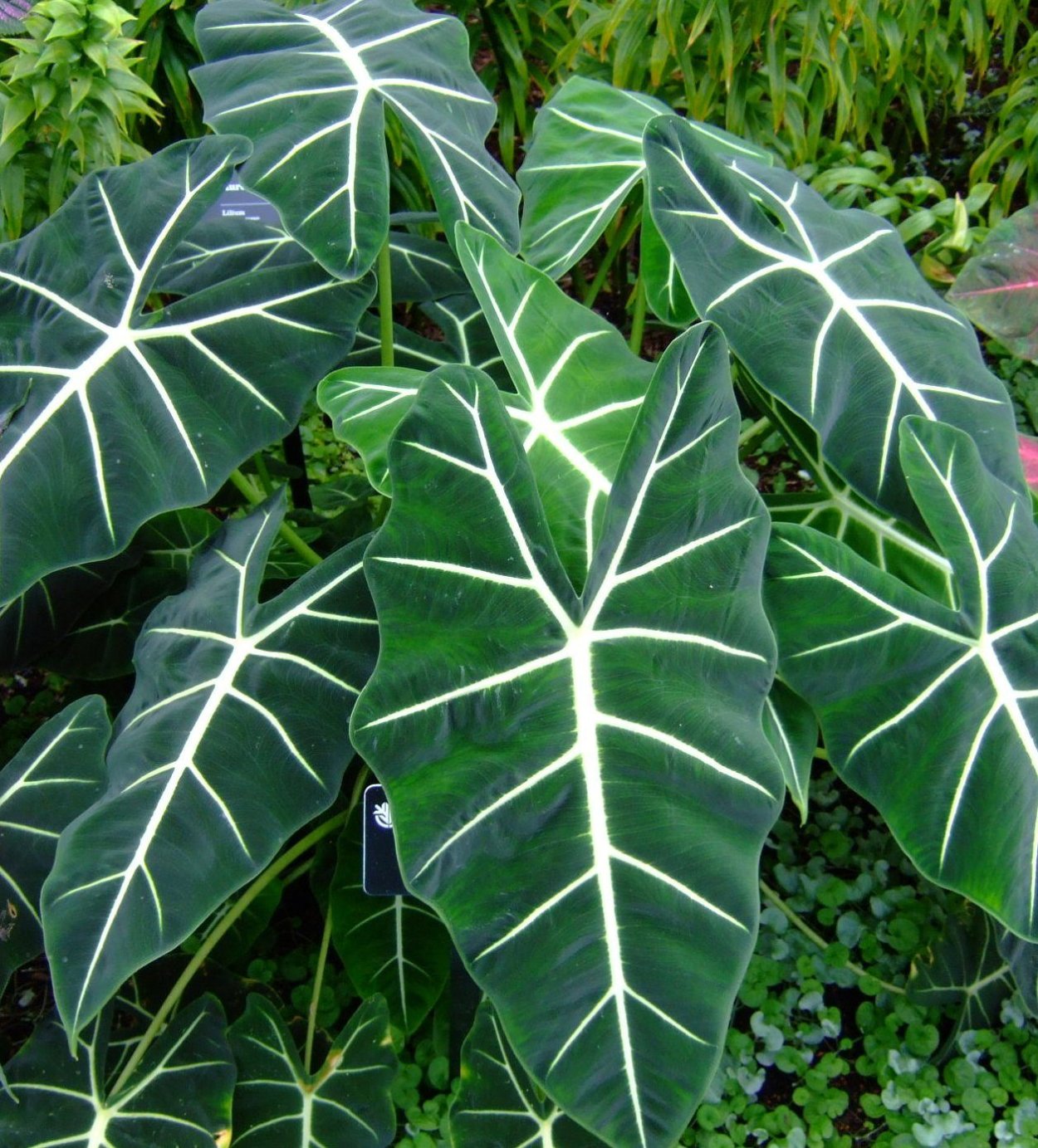 Монстера, алоказия