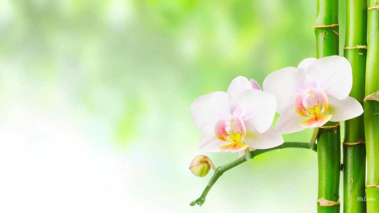 Романион орхидея