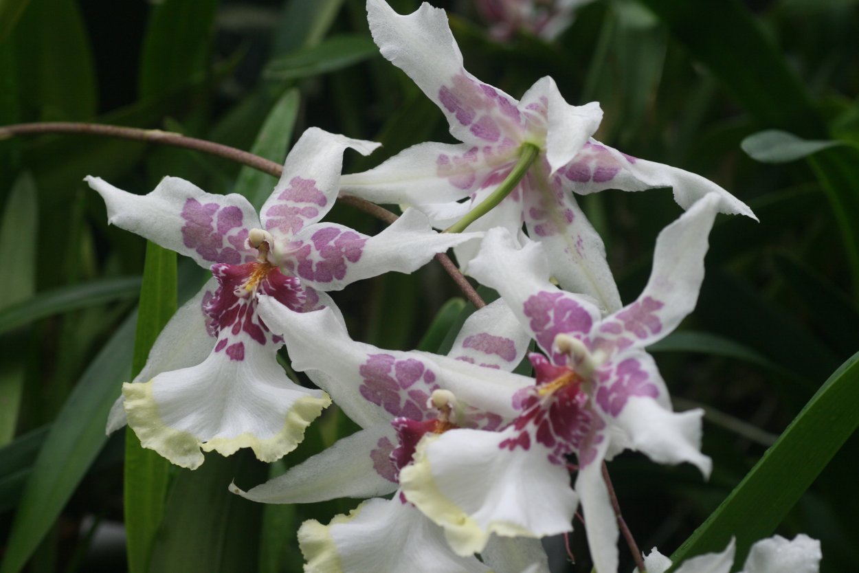 Камбрия орхидея