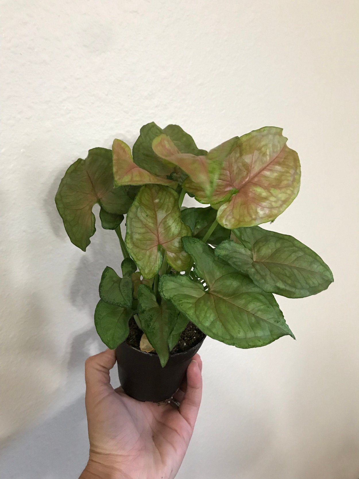 Сингониум Вариегата