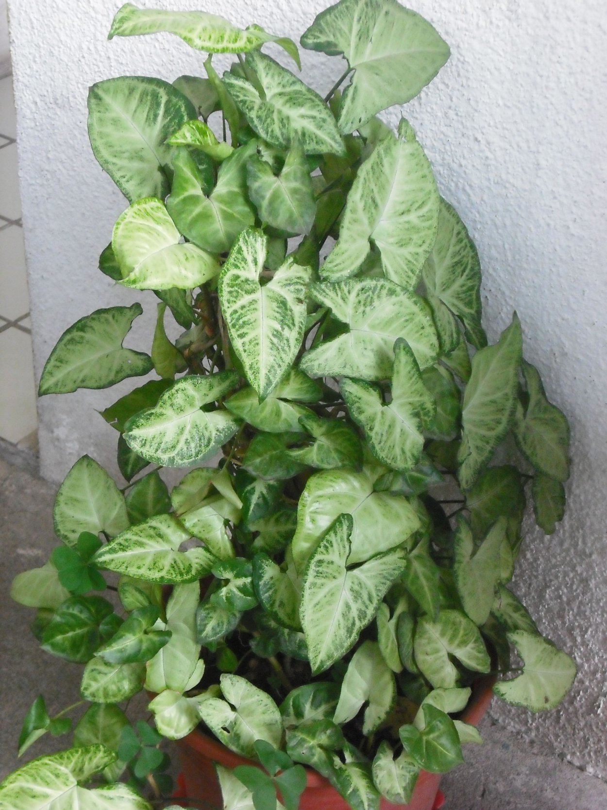 Сингониум Грин Сплеш