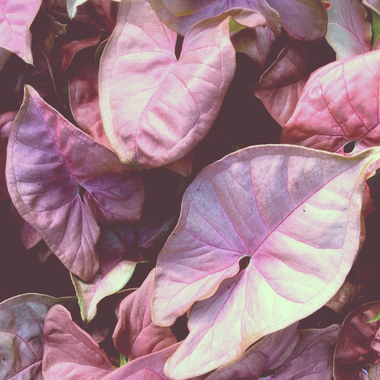 Сингониум неон