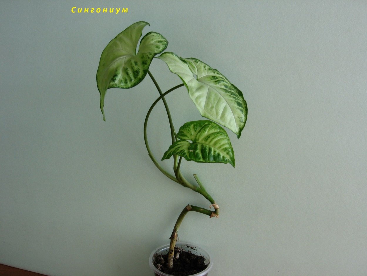 Лиана сингониум строение побега