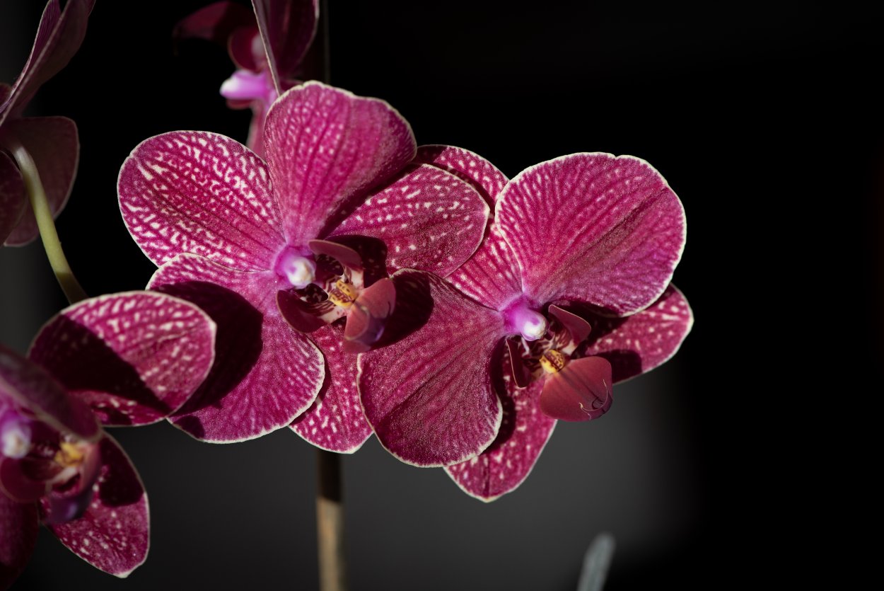 Азиатские орхидеи
