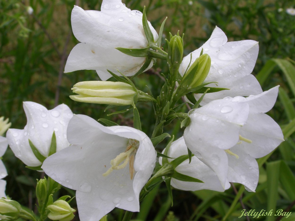 Колокольчик Карпатский Белогорье