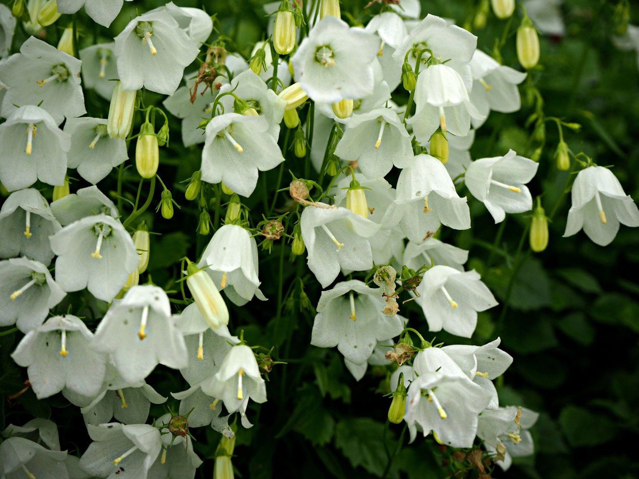 Колокольчик белый Белокуриха