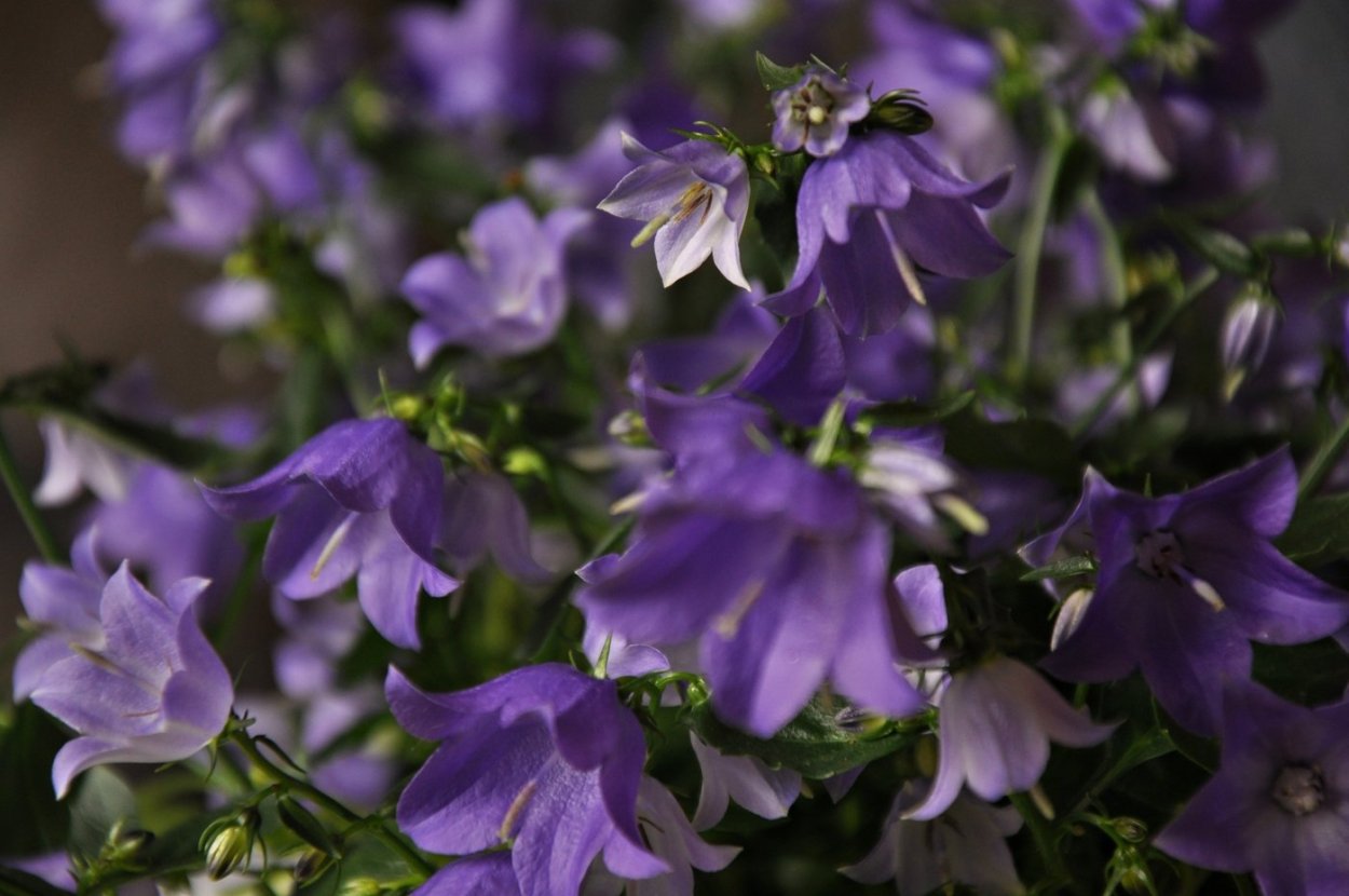 Букет колокольчики Кампанула