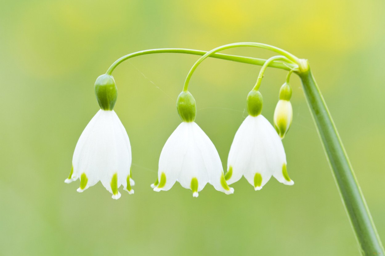 Ландыши колокольчики подснежники