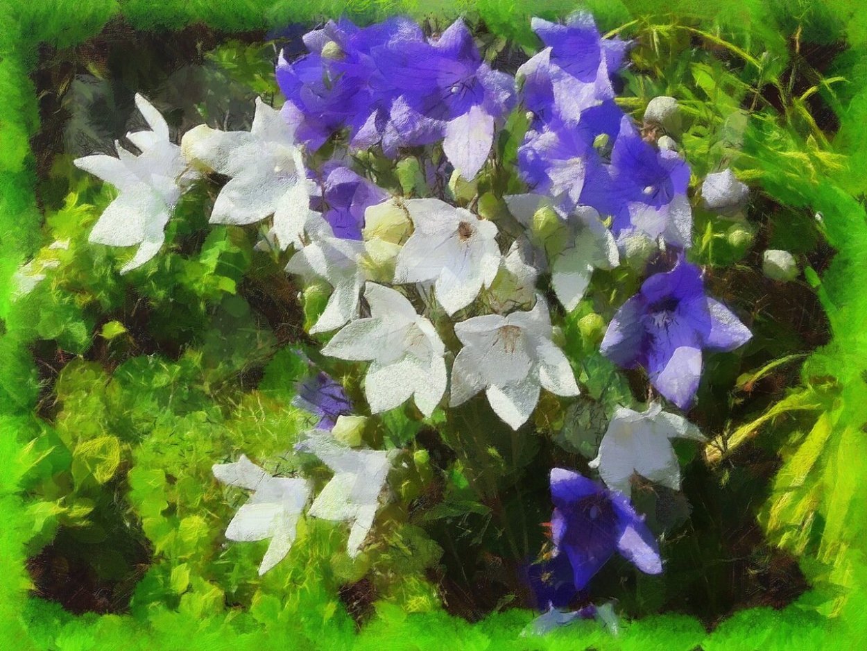 Колокольчик персиколистный