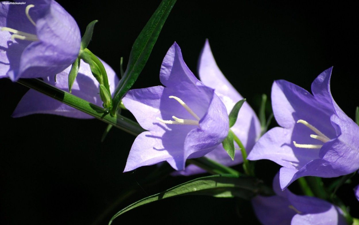 Кампанула инкурва