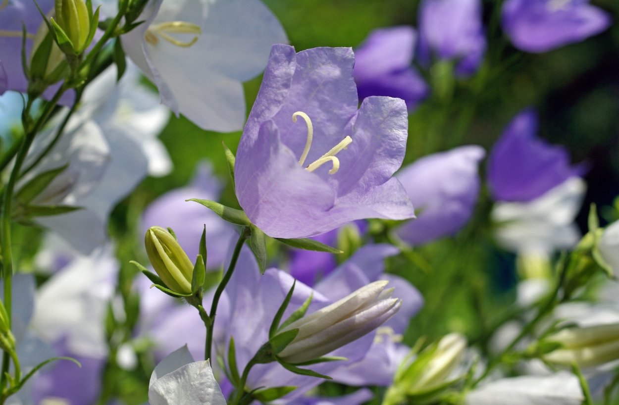 Колокольчик Кампанула фон