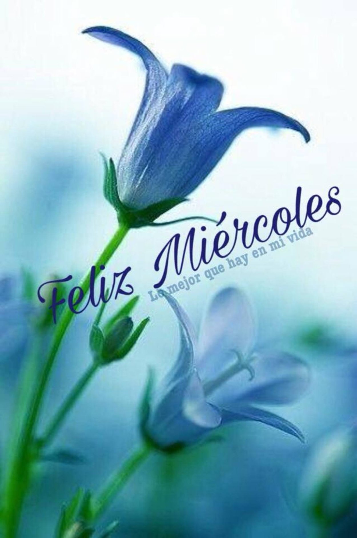 Синий колокольчик цветок