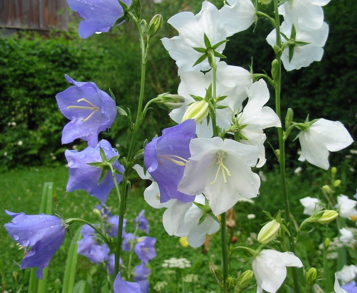 Белые колокольчики цветы