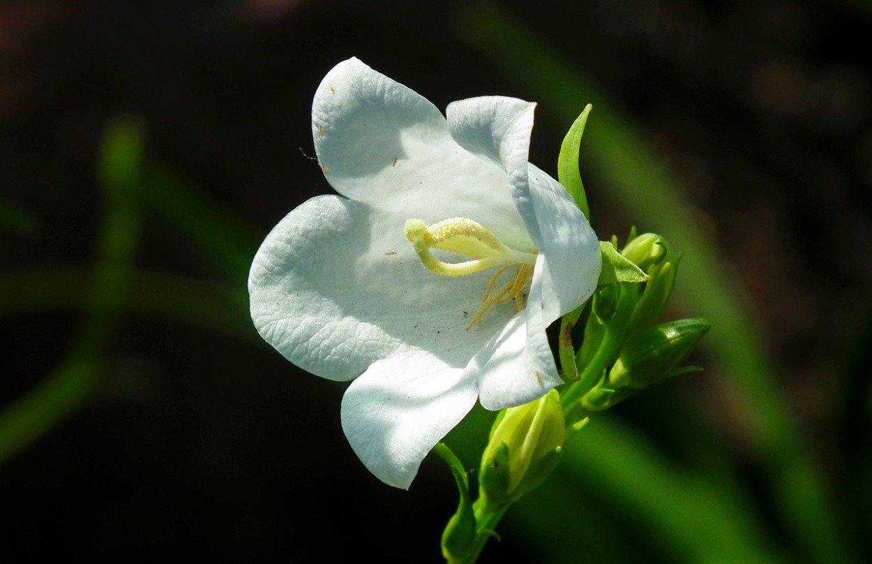 Колокольчик Карпатский Изабель