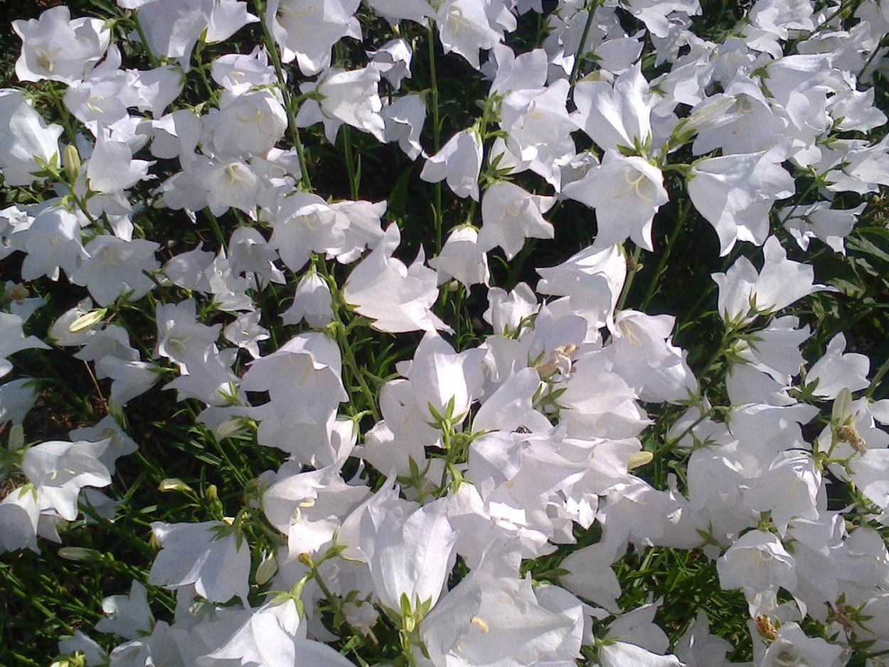 Колокольчик Кампанула белый