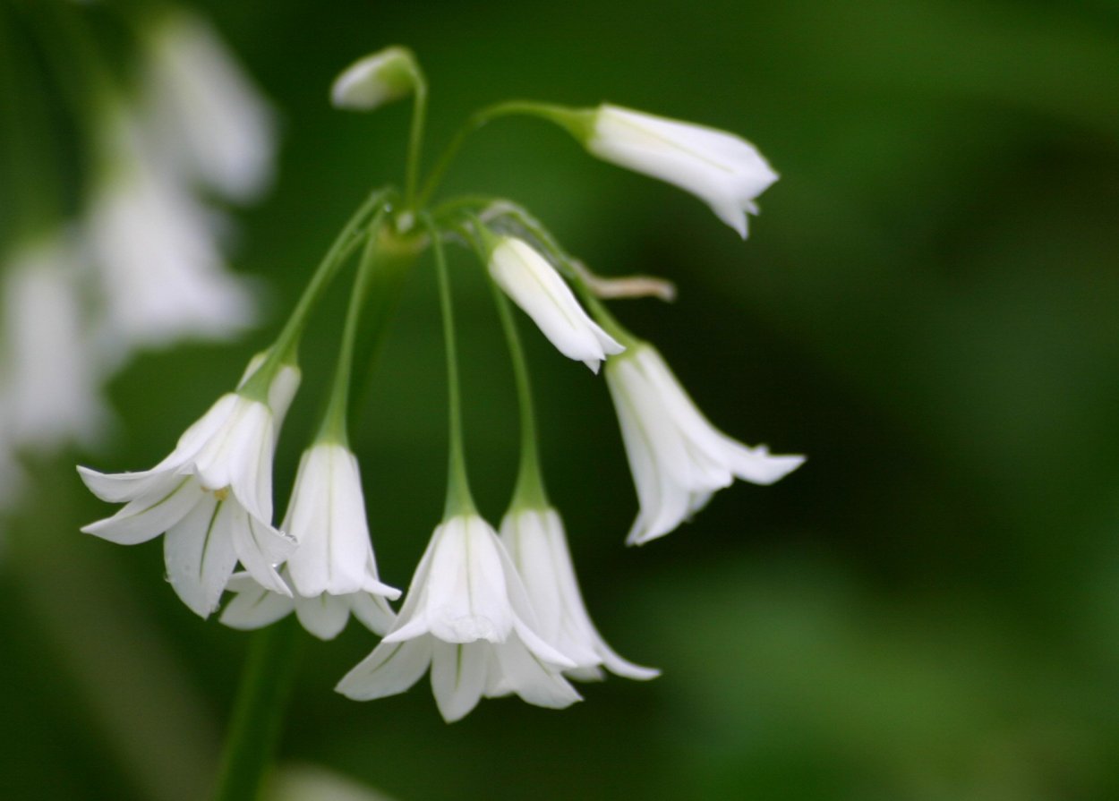 Белый колокольчик луковичный
