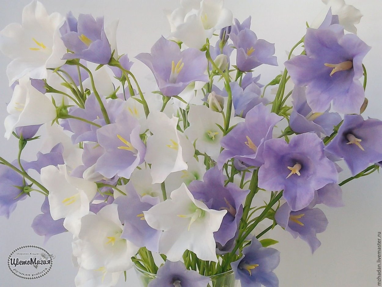 Кампанула букет