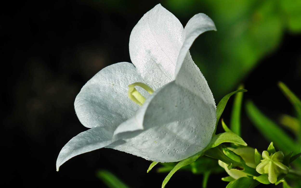 Цветы большие белые колокольчики