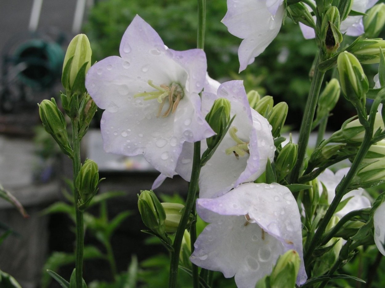 Колокольчик персиколистный Альба