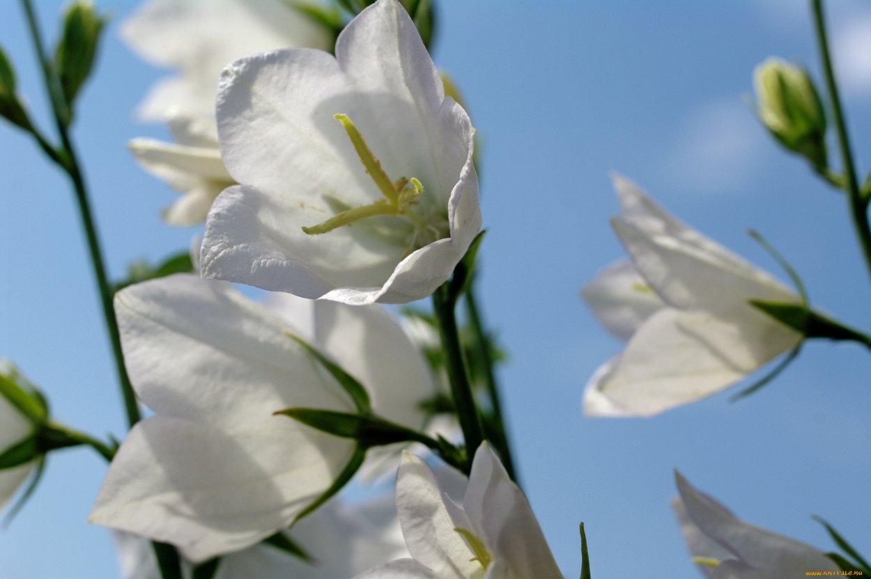 Белые колокольчики макро