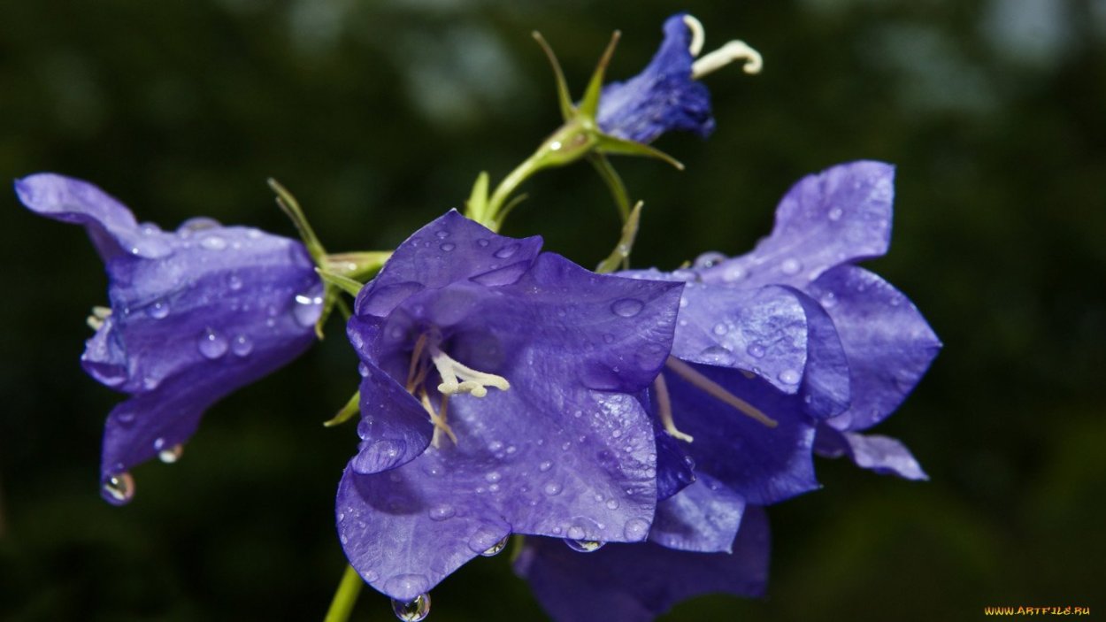 Колокольчик Пржевальского