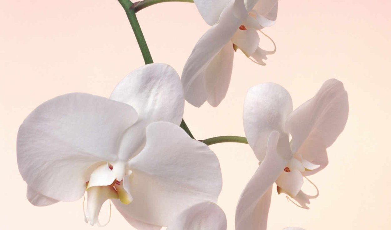 Орхидея Саншайн