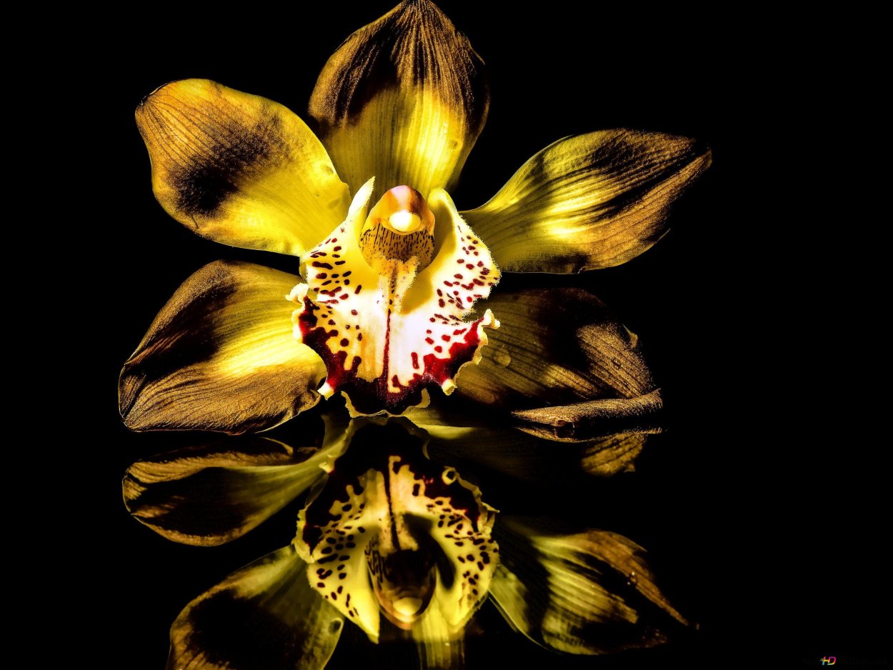 Фаленопсис Рефлекшн