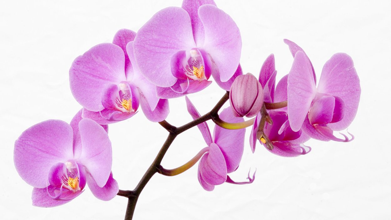 Цветок орхидеи