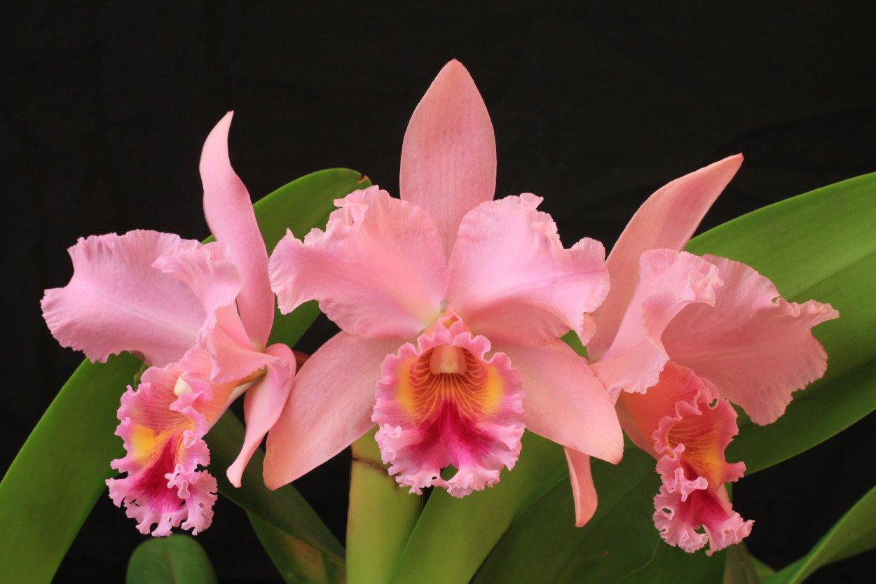 Цветы на черном фоне