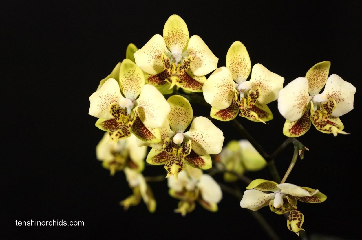 Фаленопсис stuartiana