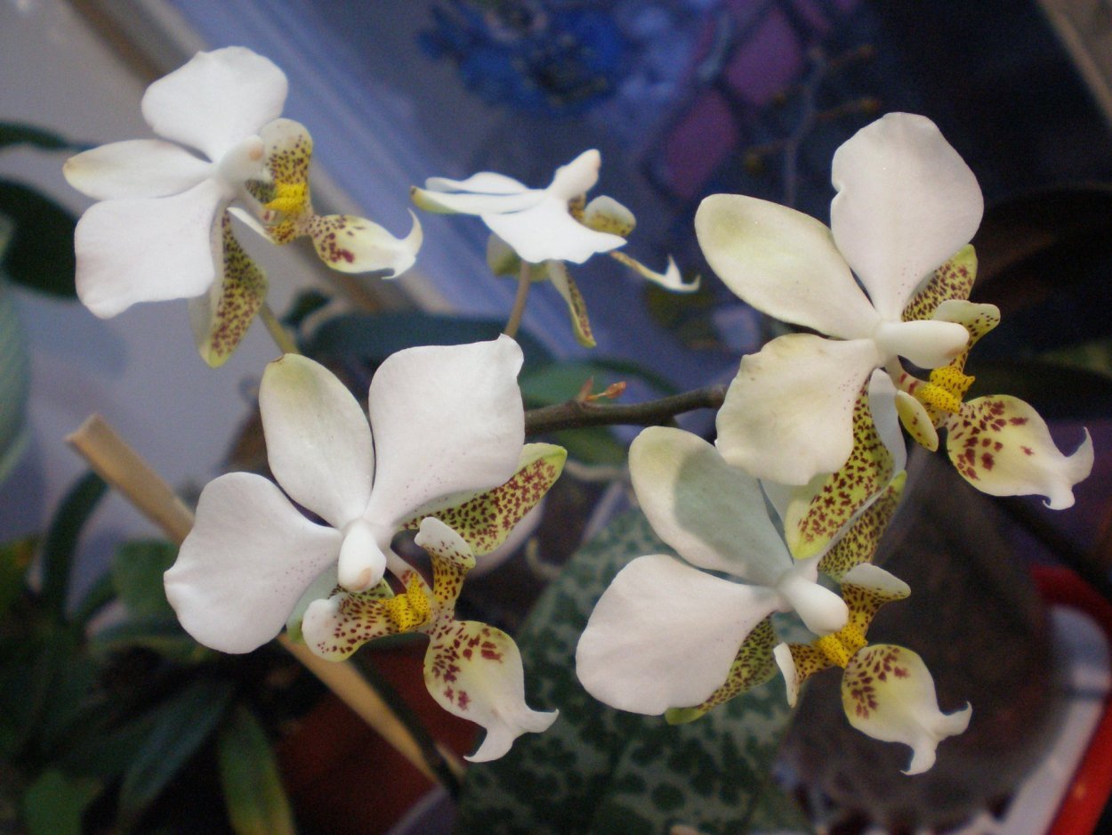 Phalaenopsis stuartiana