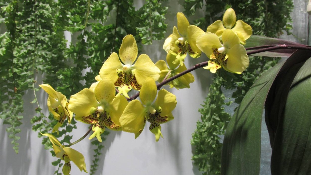 Фаленопсис romanion