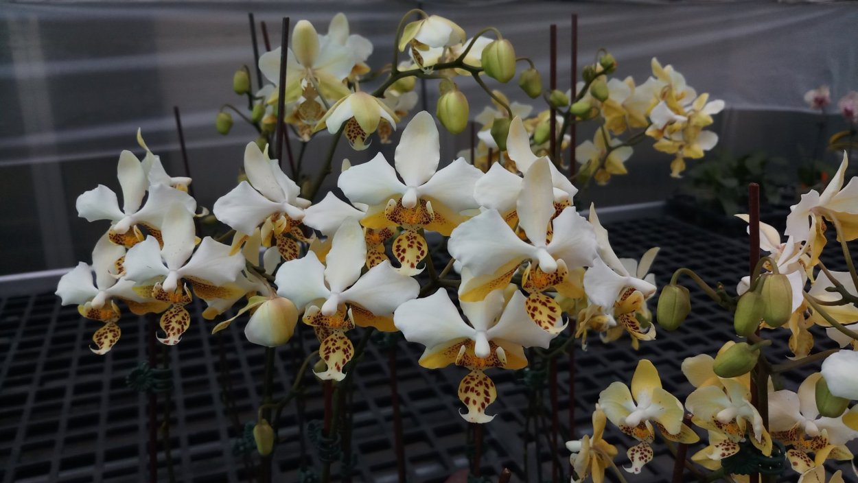 Фаленопсис stuartiana Sogo