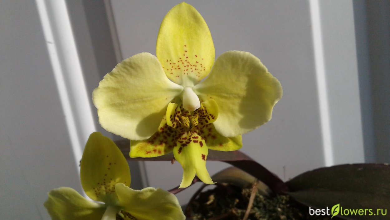 Элегантная Орхидея