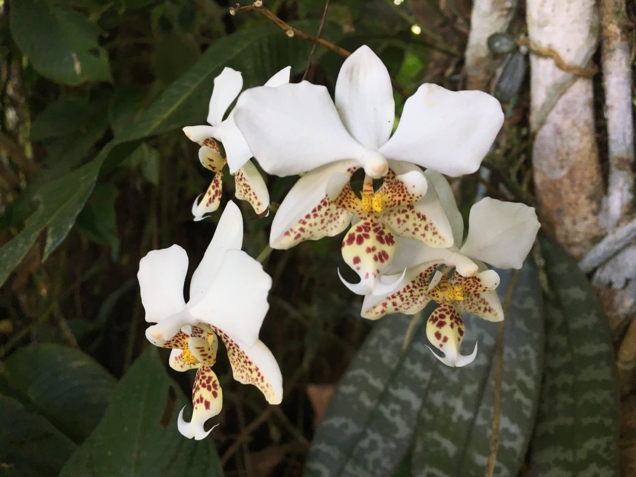 Фаленопсис Леванте (Phalaenopsis Levante)