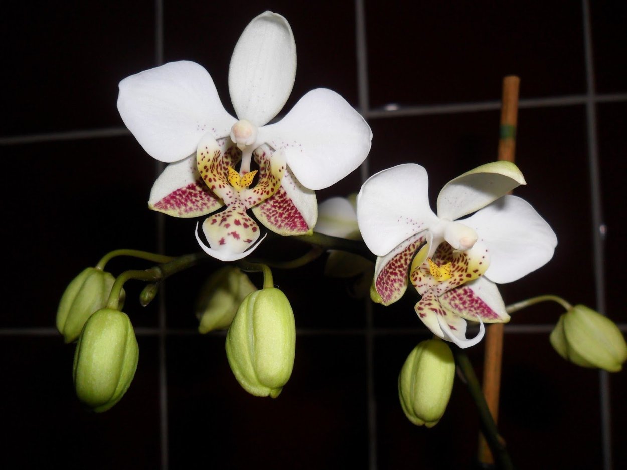 Стюартиана Пико чип