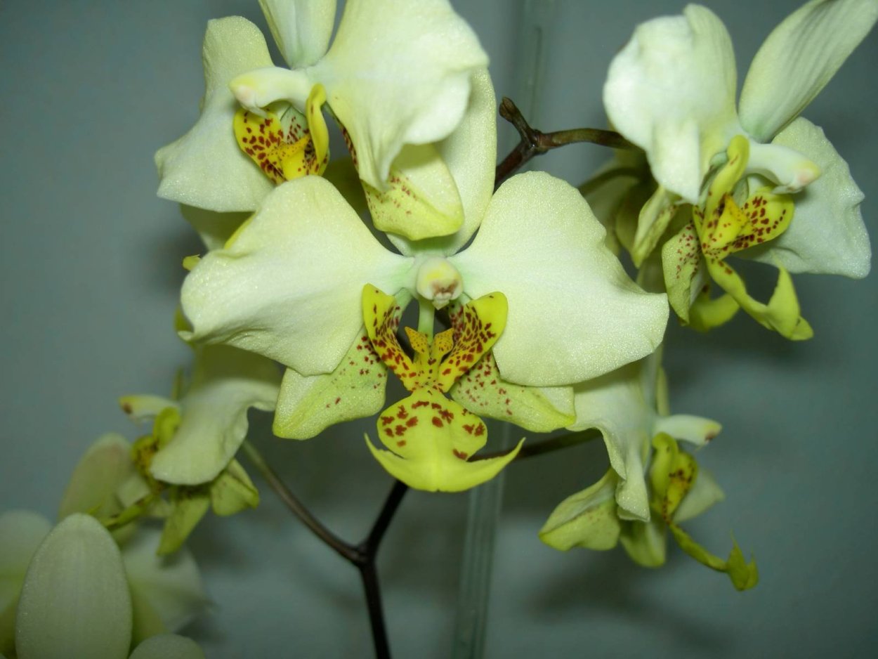 Орхидея фаленопсис White Tenderness