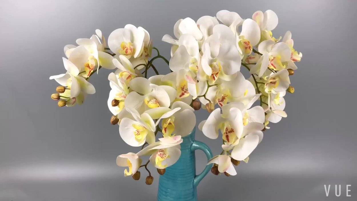 Фаленопсис stuartiana sib