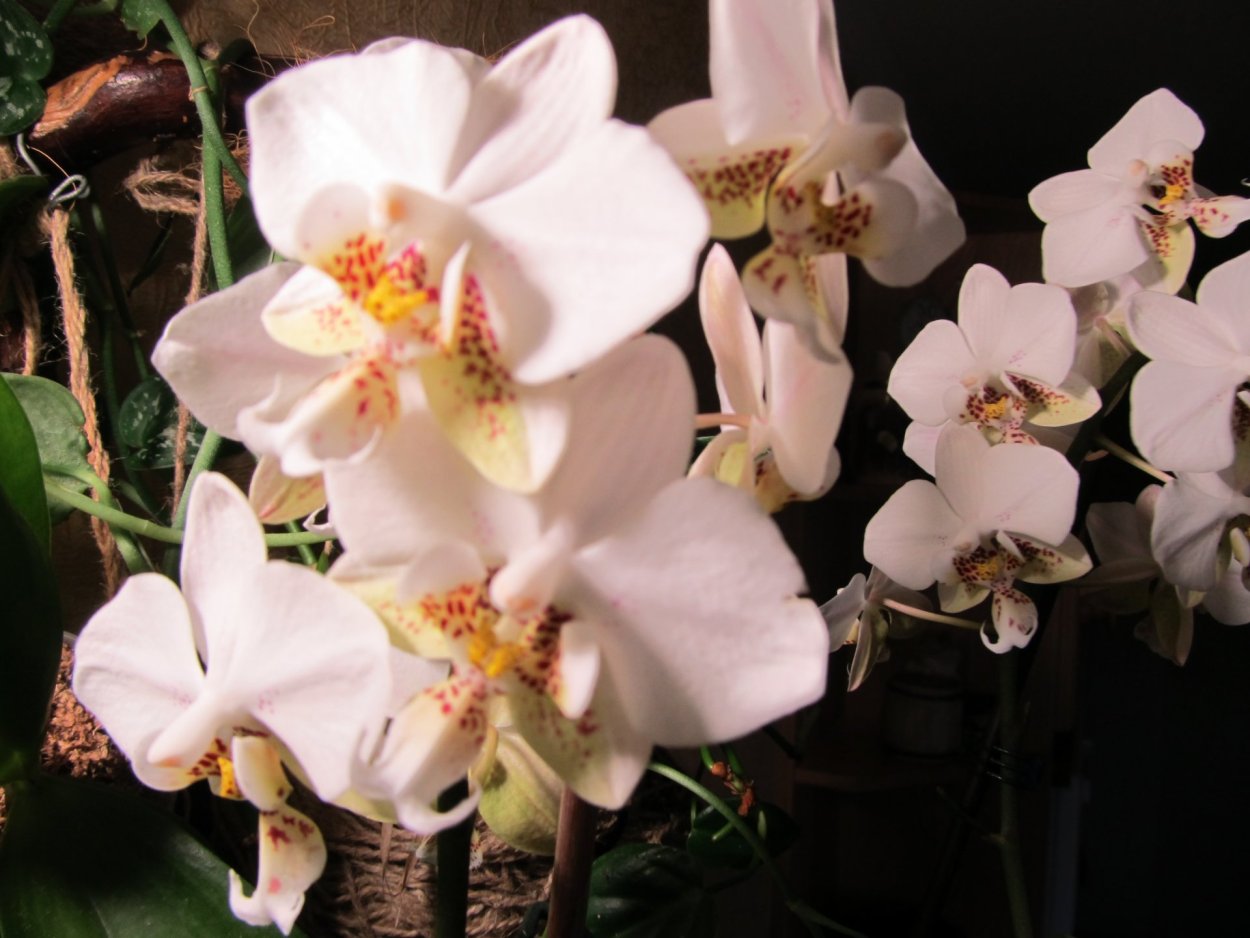 Фаленопсис тетраспис Грин