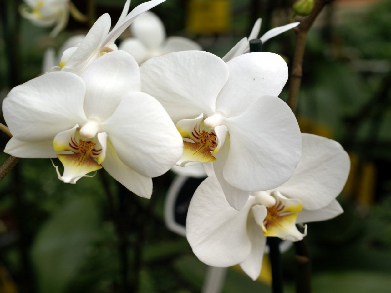 Фаленопсис Стюартиана